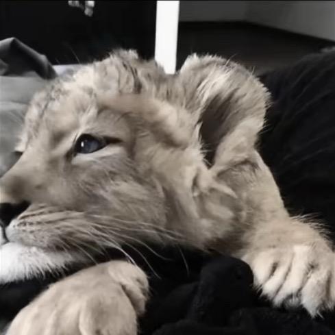 𝓖𝓮 𝓟𝓮𝓲、