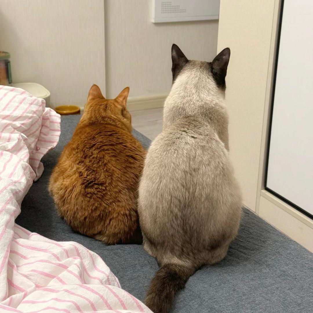大锅炖佩奇