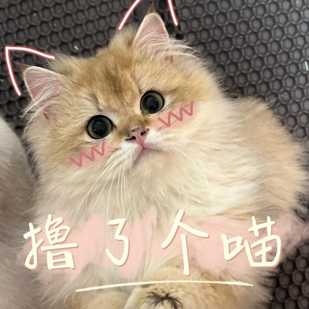 撸了个喵猫咖馆