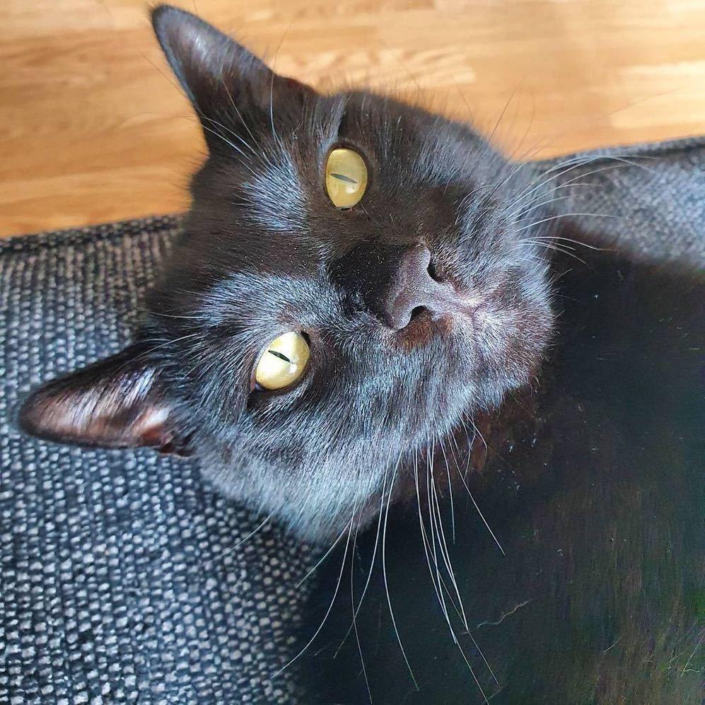 猫咪不掉毛