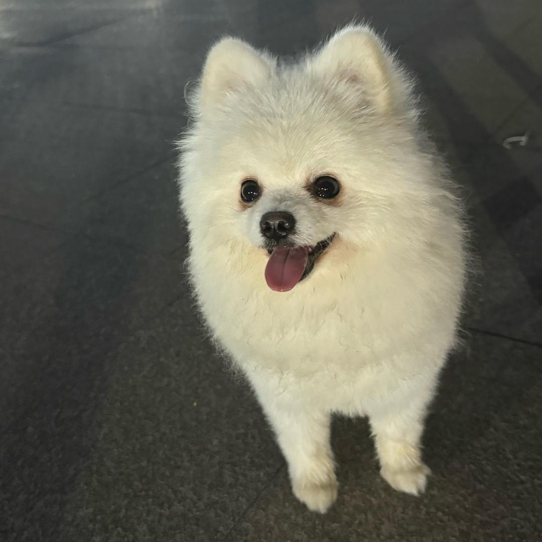 皮皮小博美