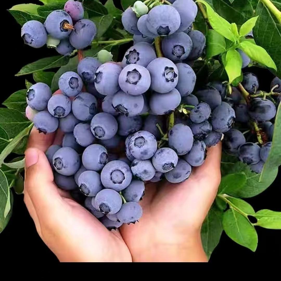 小娜果树苗木专营店