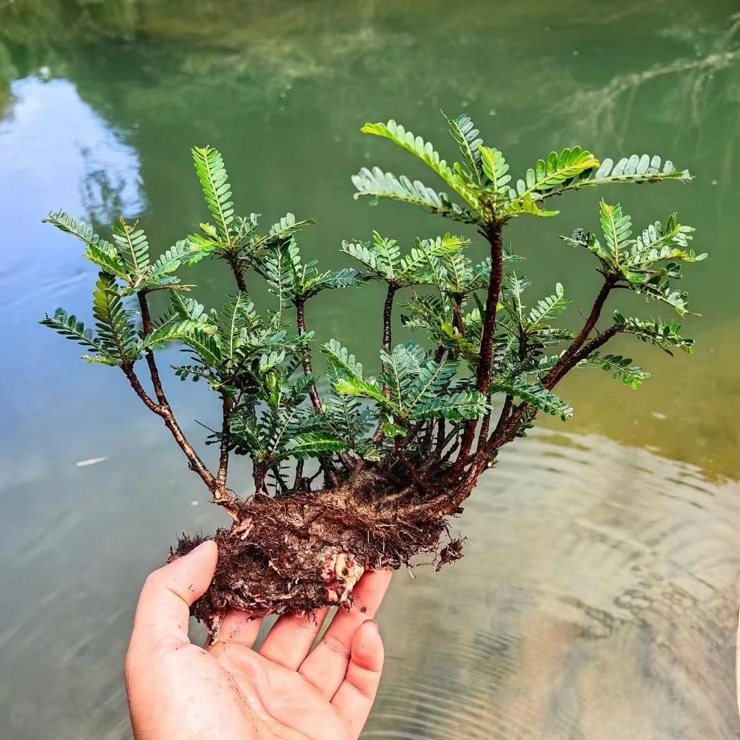 花之阁