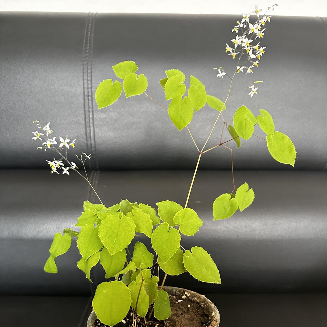 岷归草知本企业号