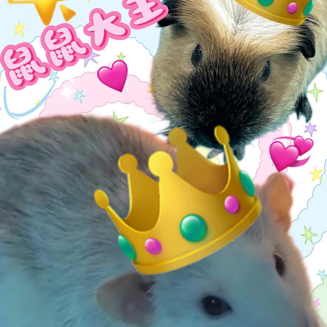 鼠鼠大王统治全世界🐁