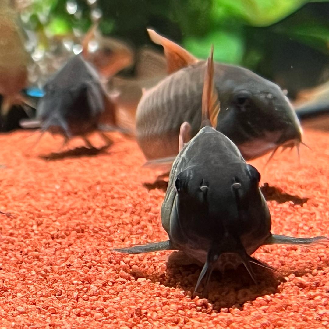 大家乐的鼠鱼（收超红）