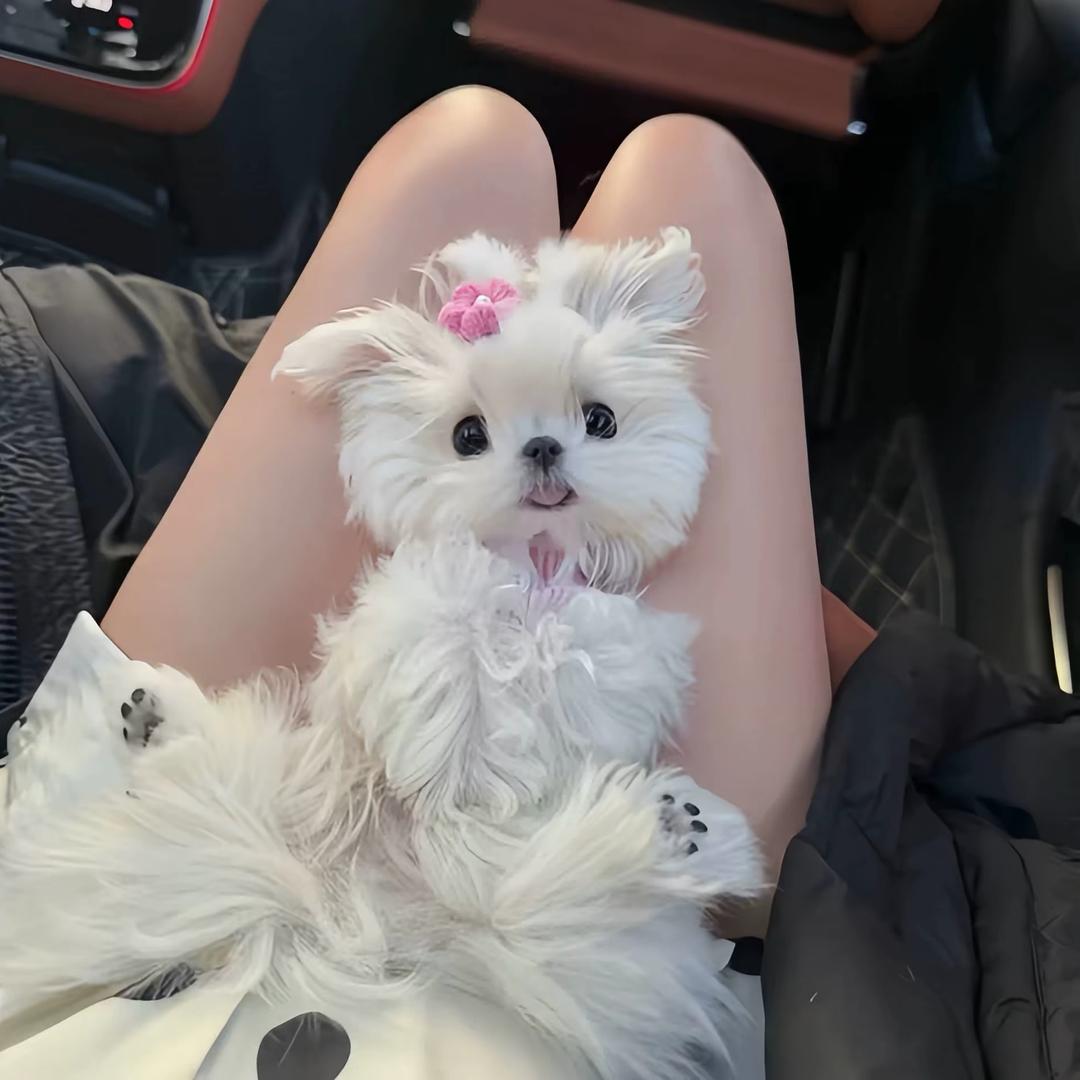 毛毛.