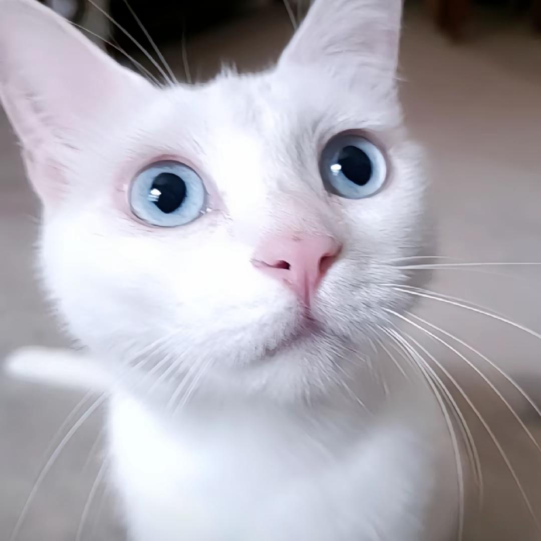 咪萌