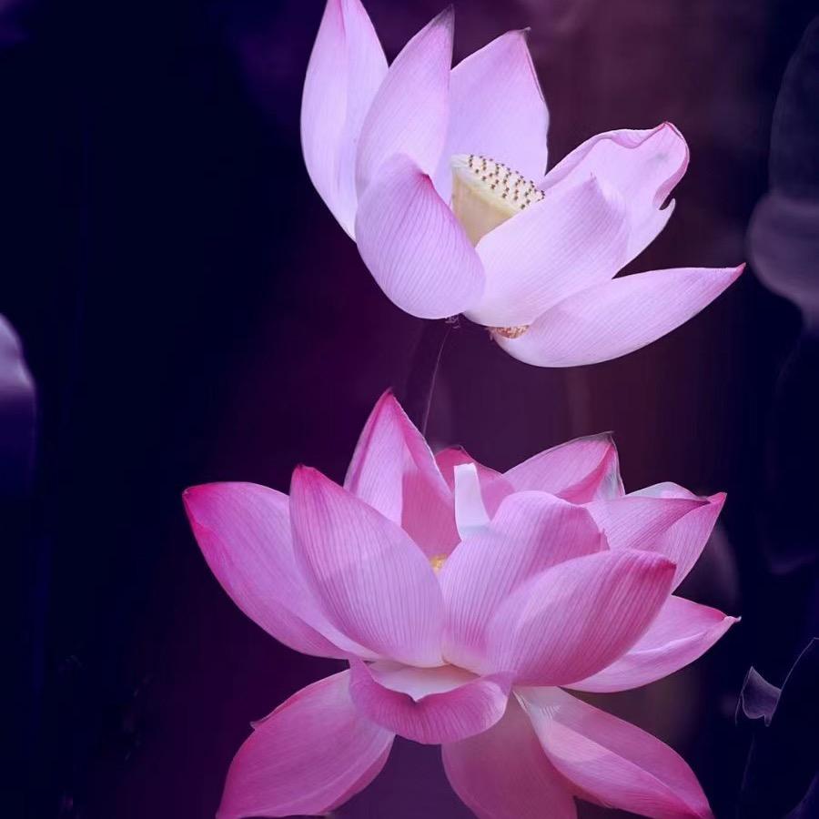 吉祥「普意善缘」