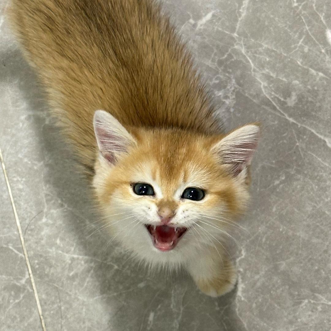 微醺的柱柱🐈