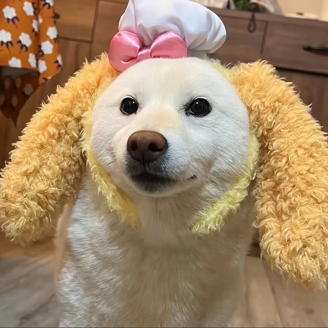 璐啦璐啦勒