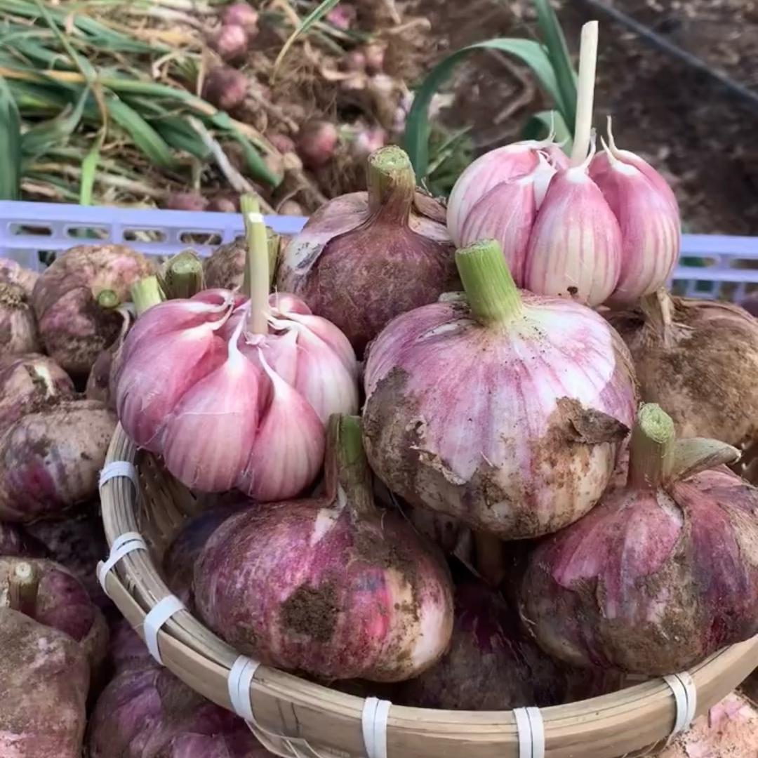 大蒜种植