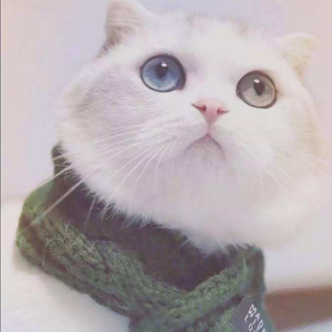 阿旭🐳