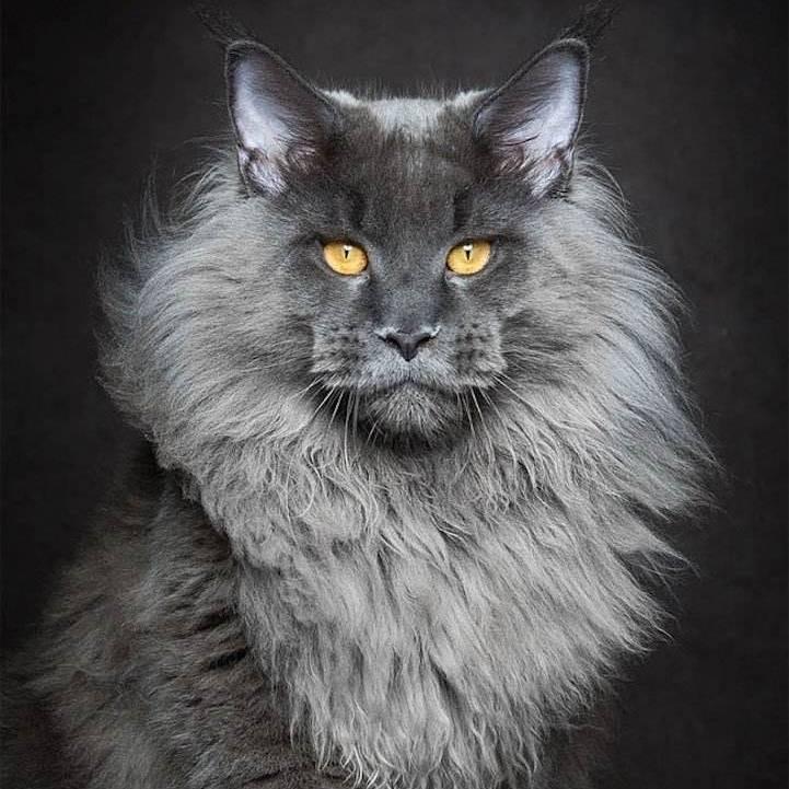 🐈猫咪先生 ®🐾