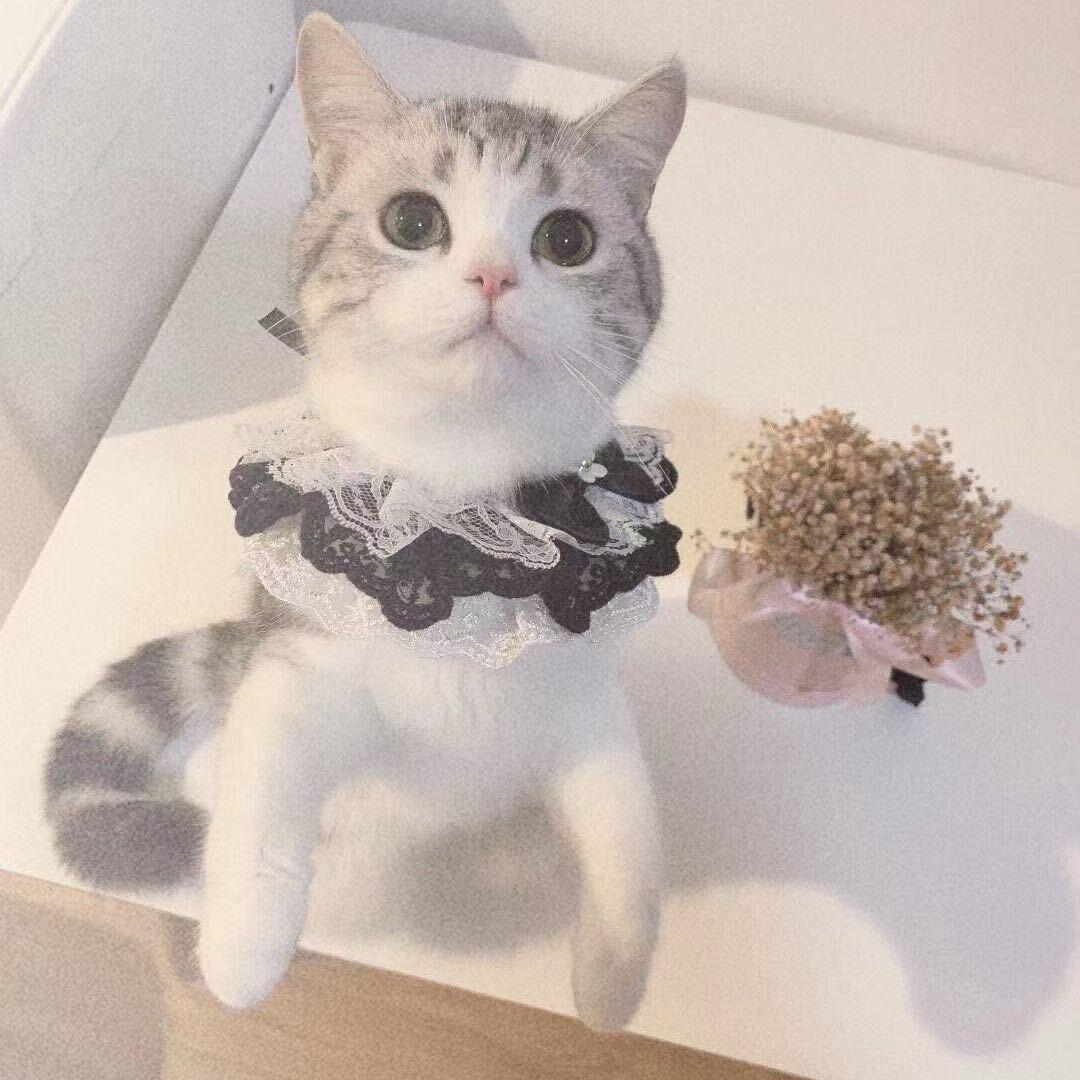 猫猫咪呀
