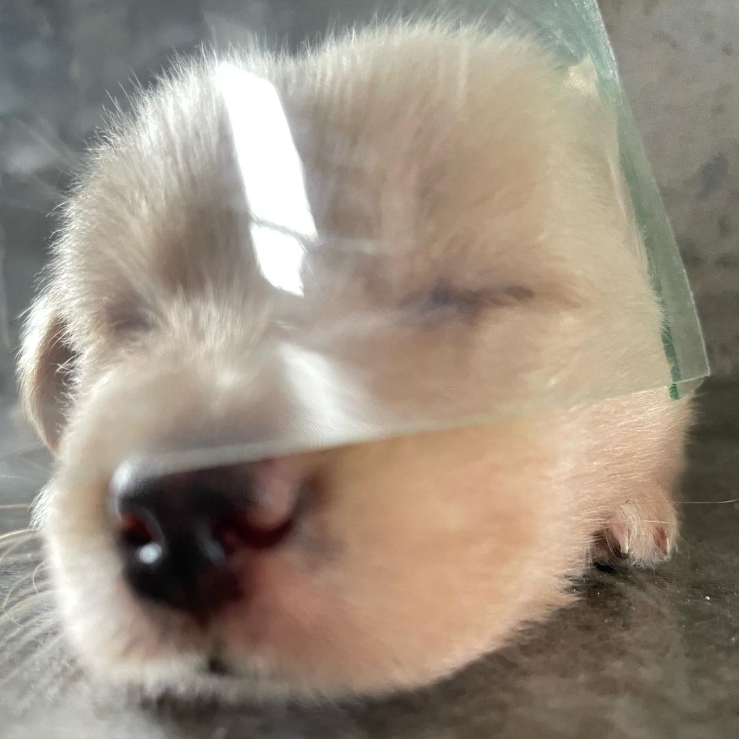 安 心