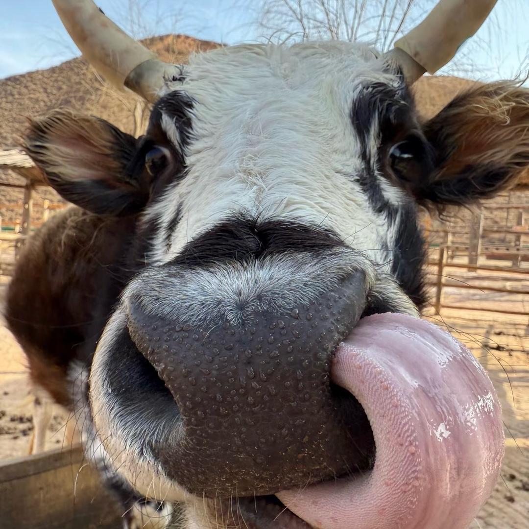 AAA-内裤批发商财财姐