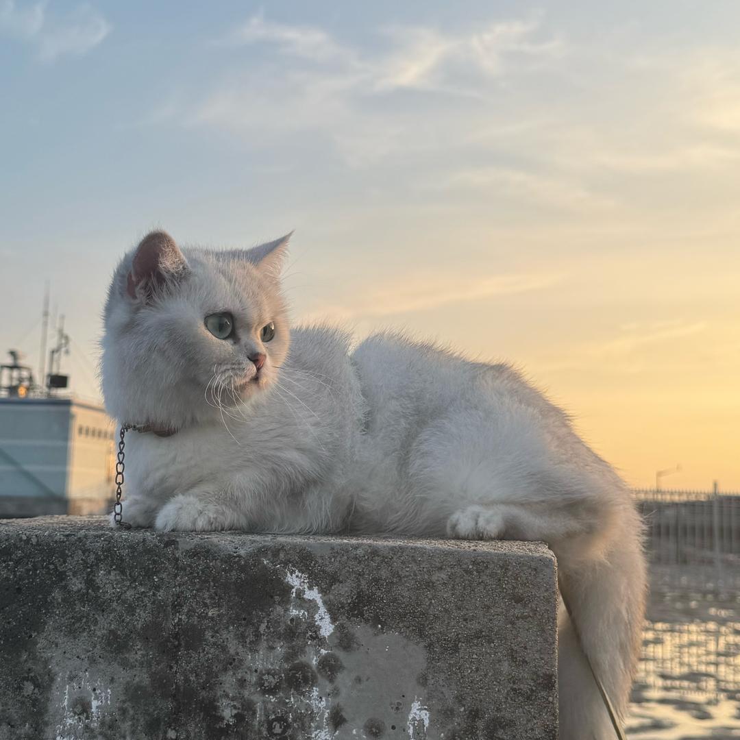 麻薯是只猫🐱