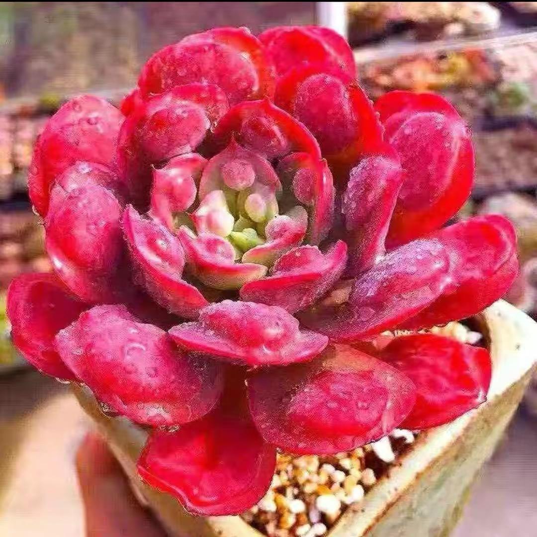云南大鹏多肉