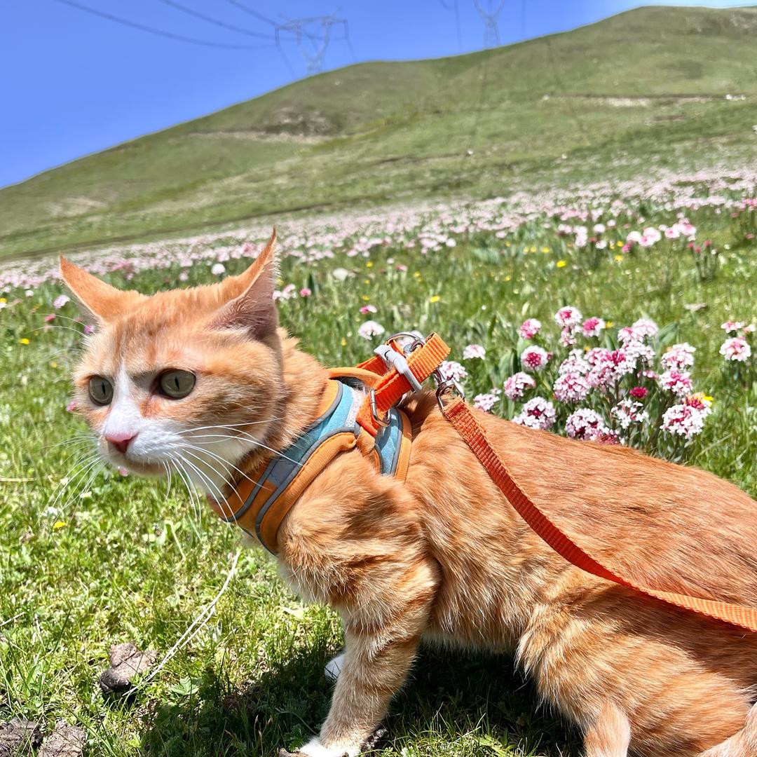 小果董