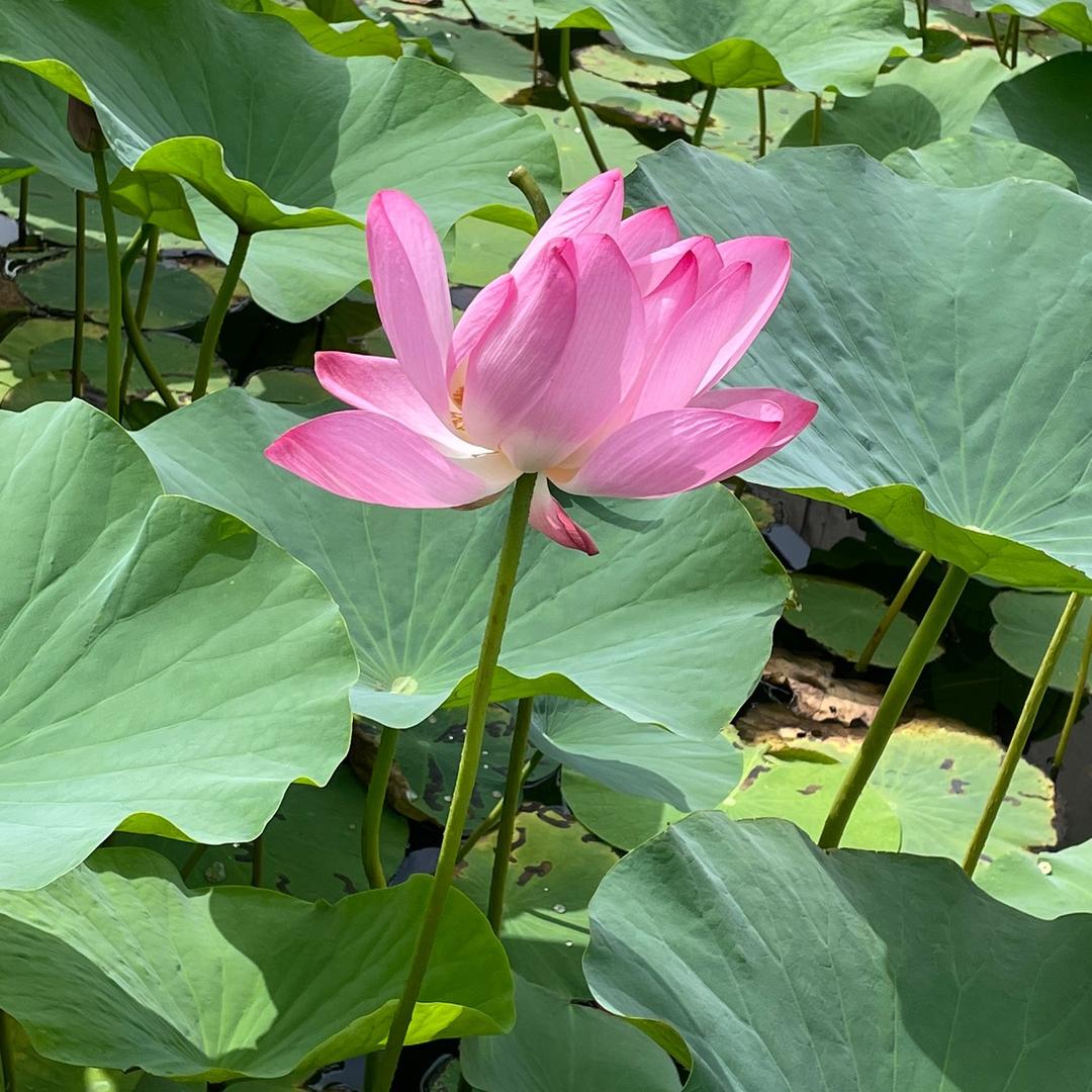 春花飞扬