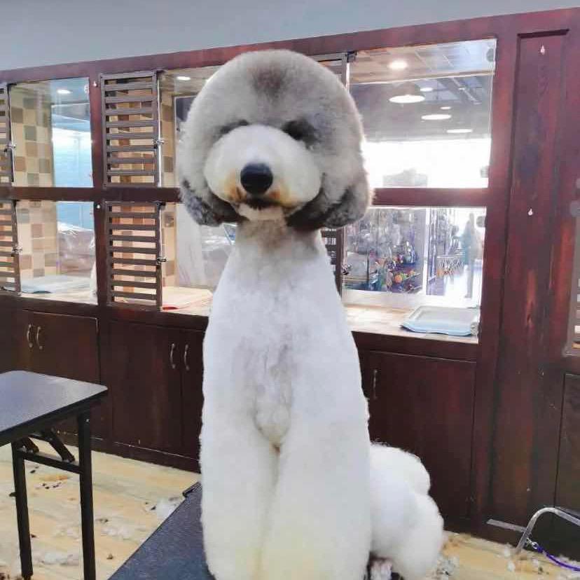 张阿哥