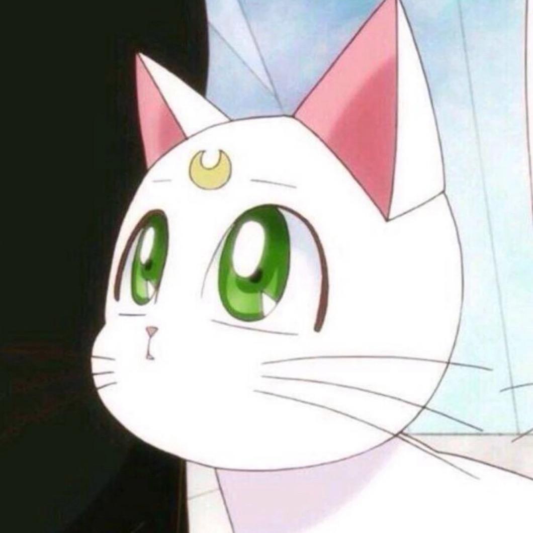 小灵猫