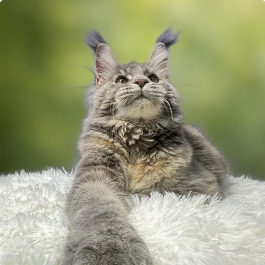 宥辰缅因猫舍