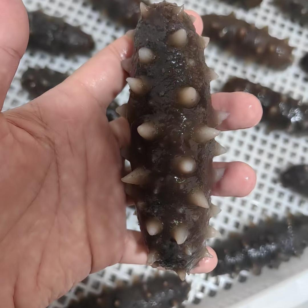 大洋好海参