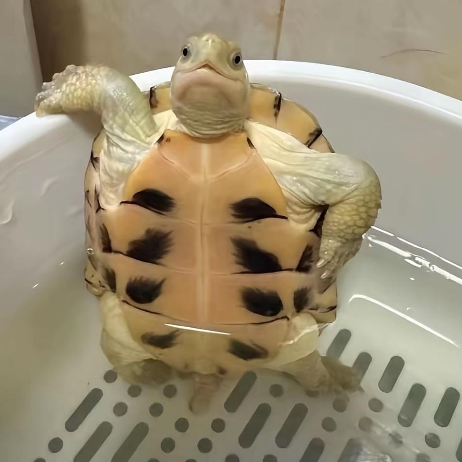 靠谱谱谱谱