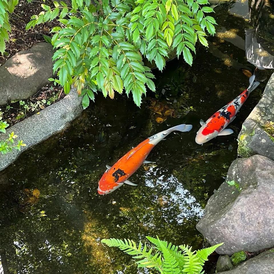 菩提名下客～倪丹