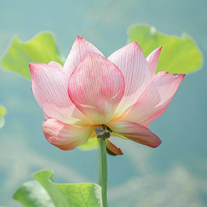 @平安是福@@