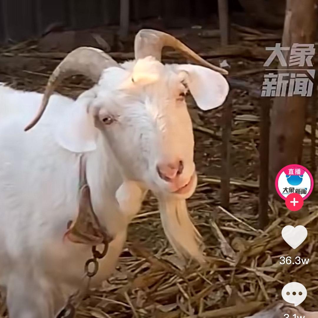 牛羊肉批发经营部