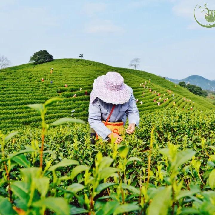 制茶人老张