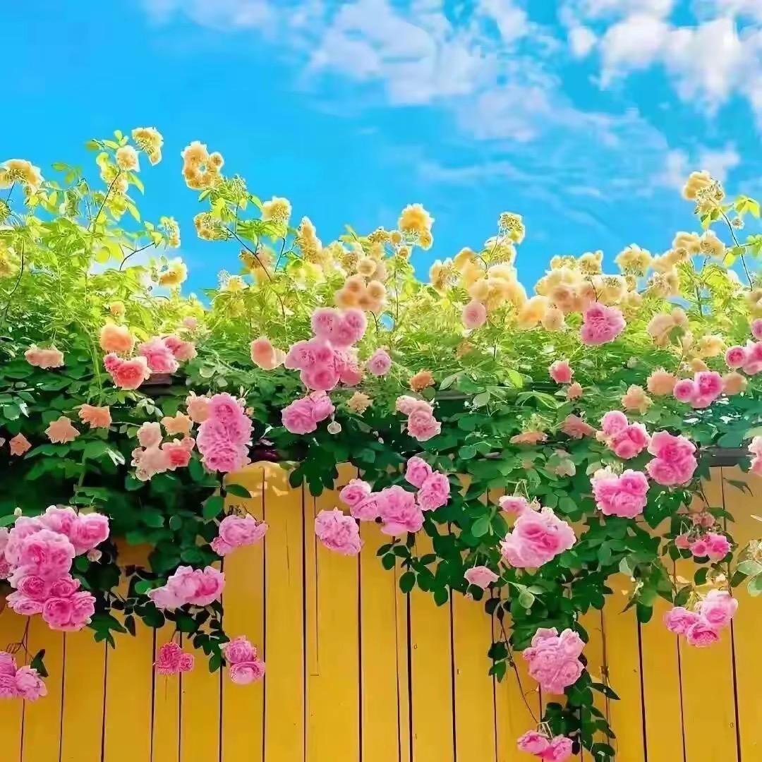 用户1827383838267272