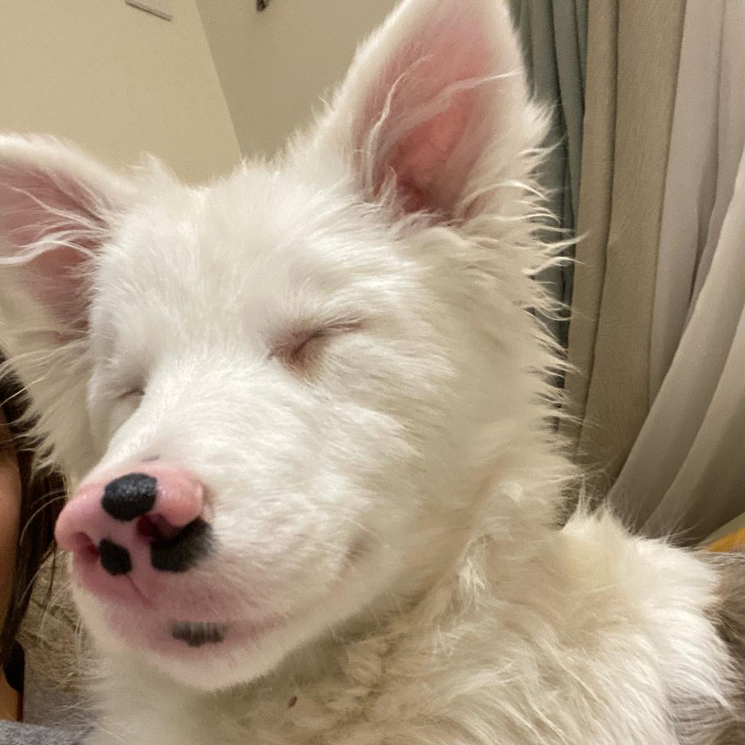 幽灵边牧哞哞一家