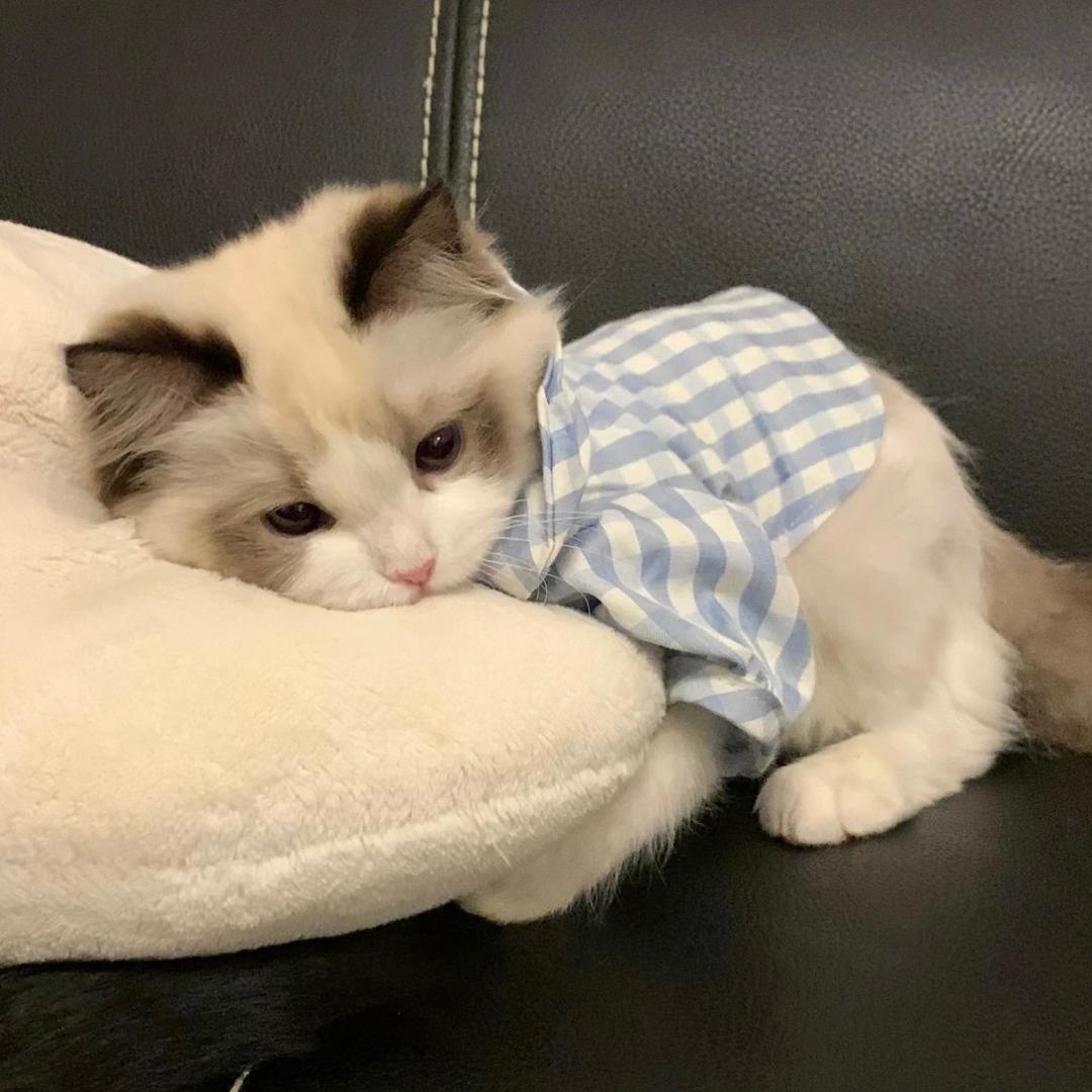 猪小姜（猪小辑取名版）