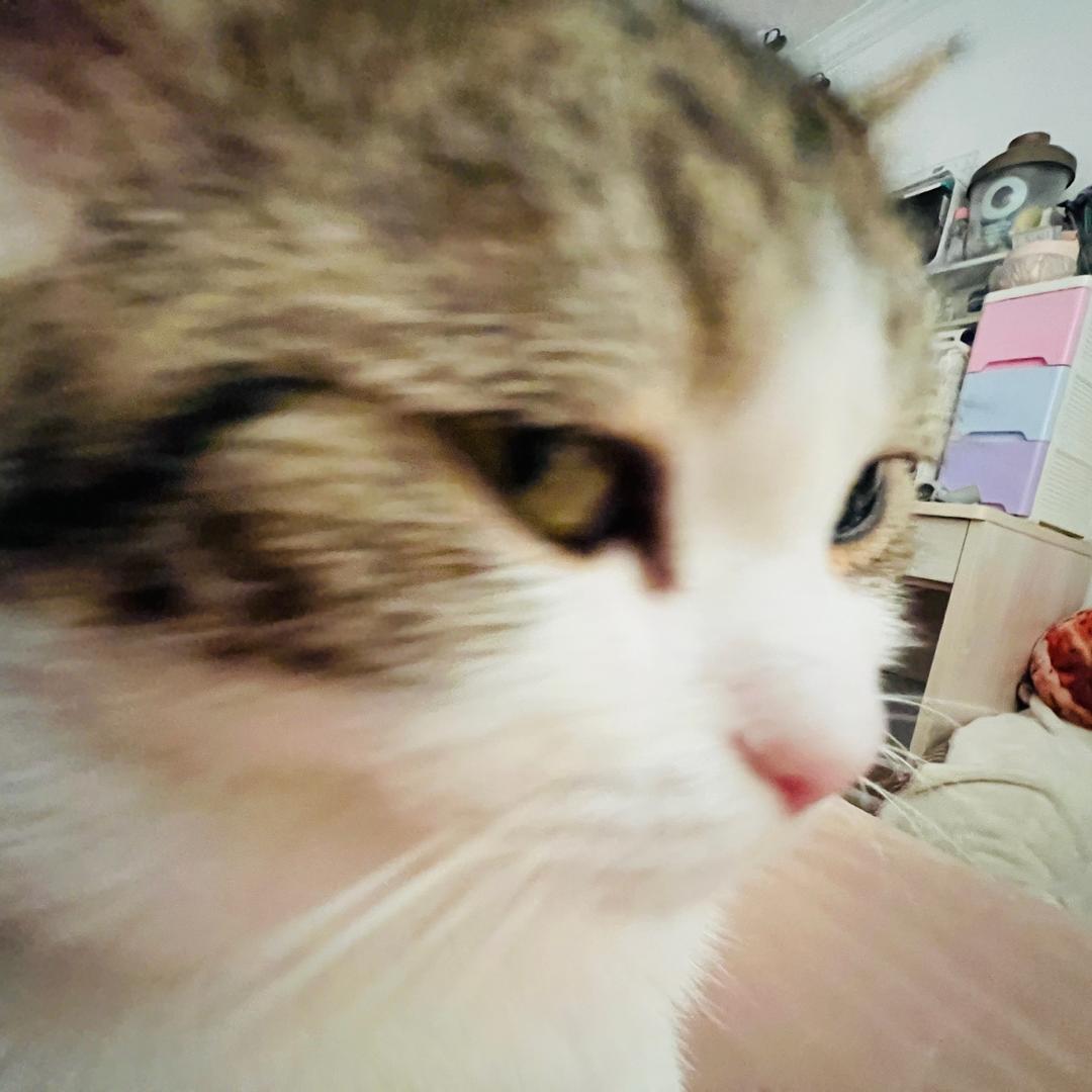 Taro