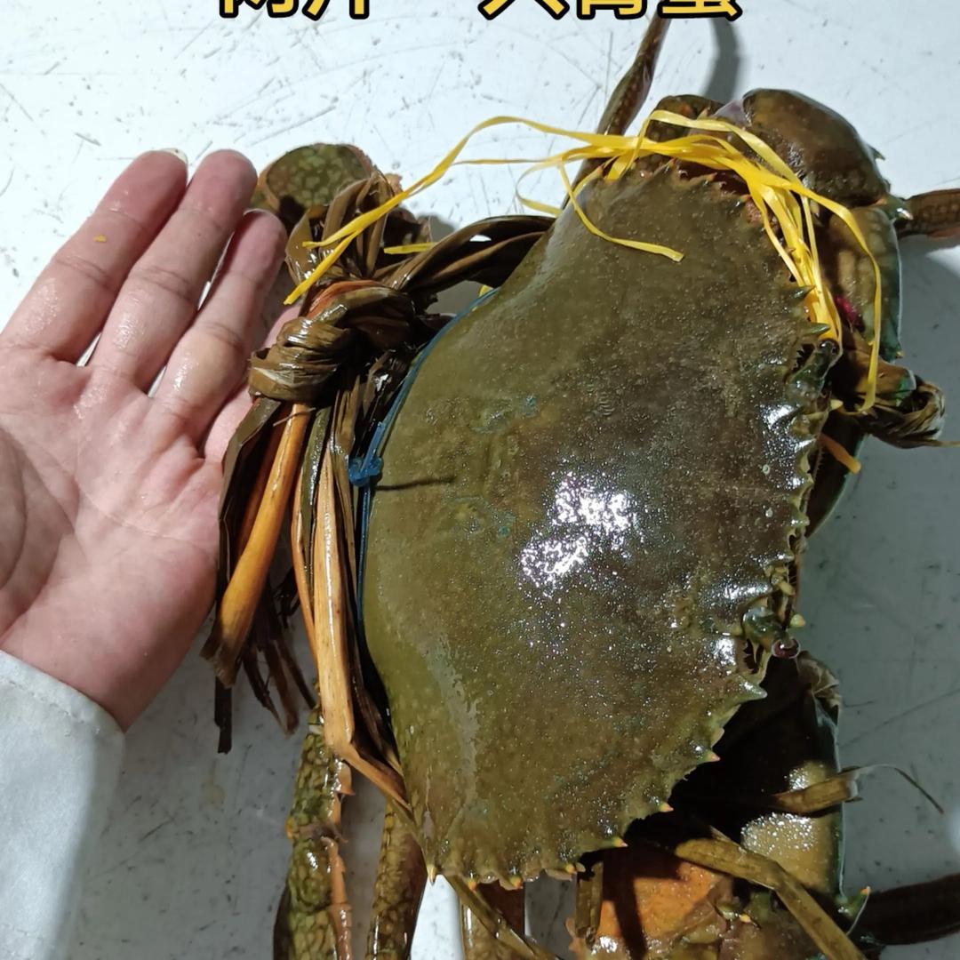 正宝：（野生青蟹苗批发）