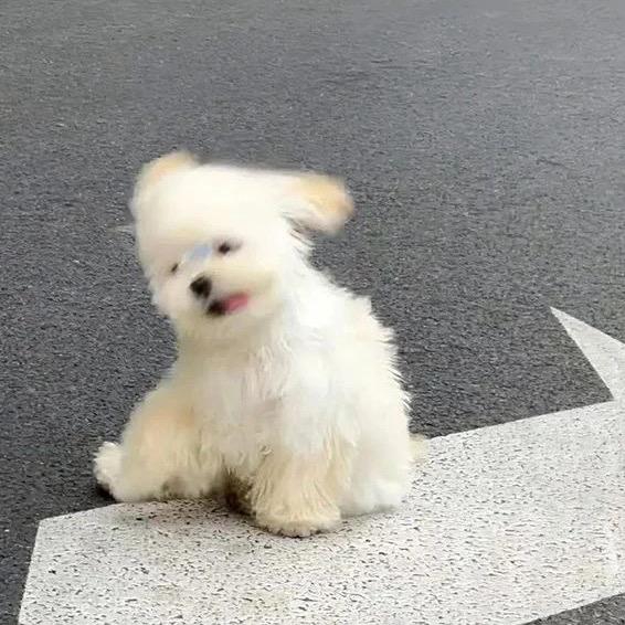 🤍