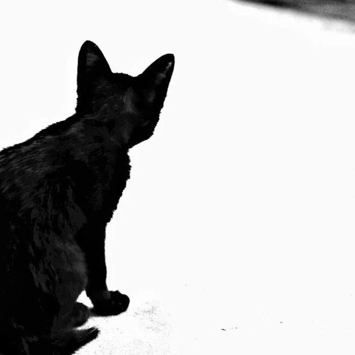 咪咪 猫