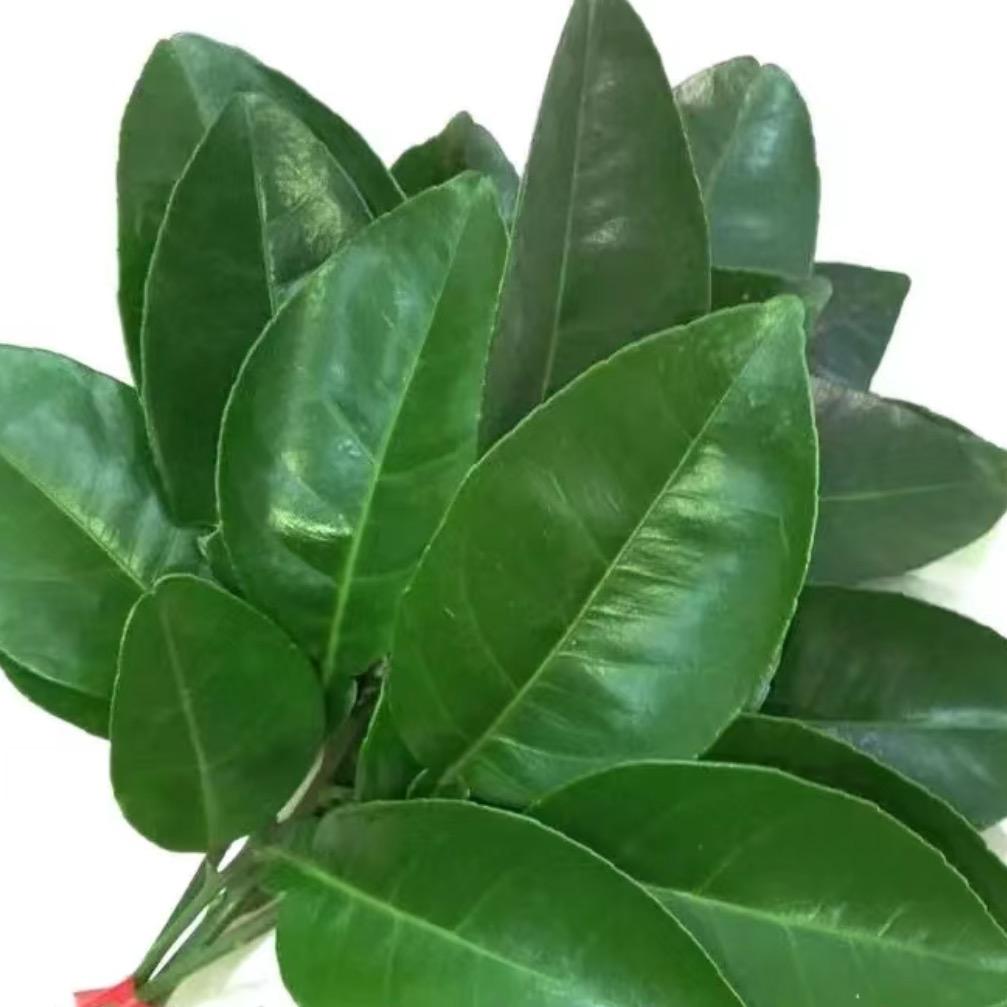 红茶寄松