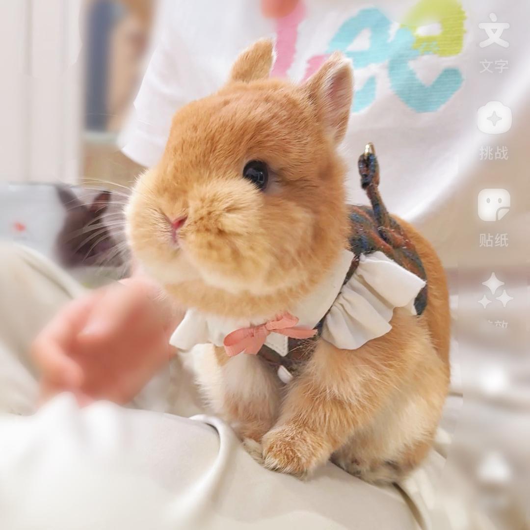 我们的苜苜