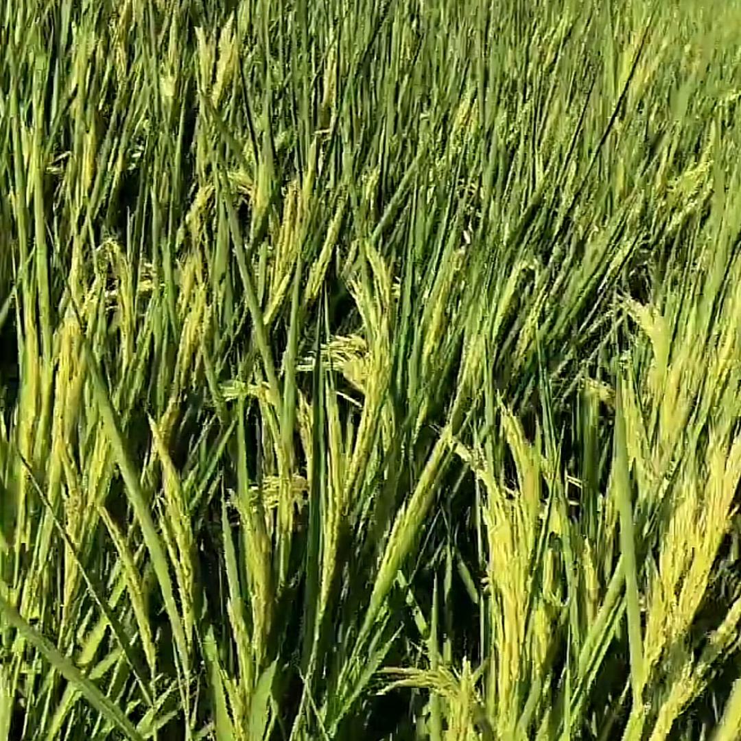 玻璃