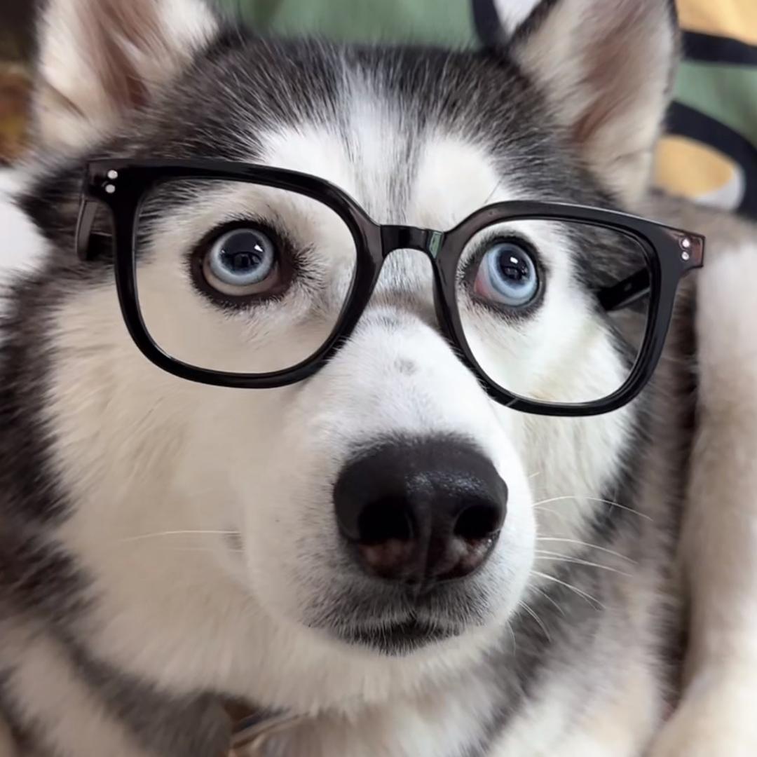 双皮奶