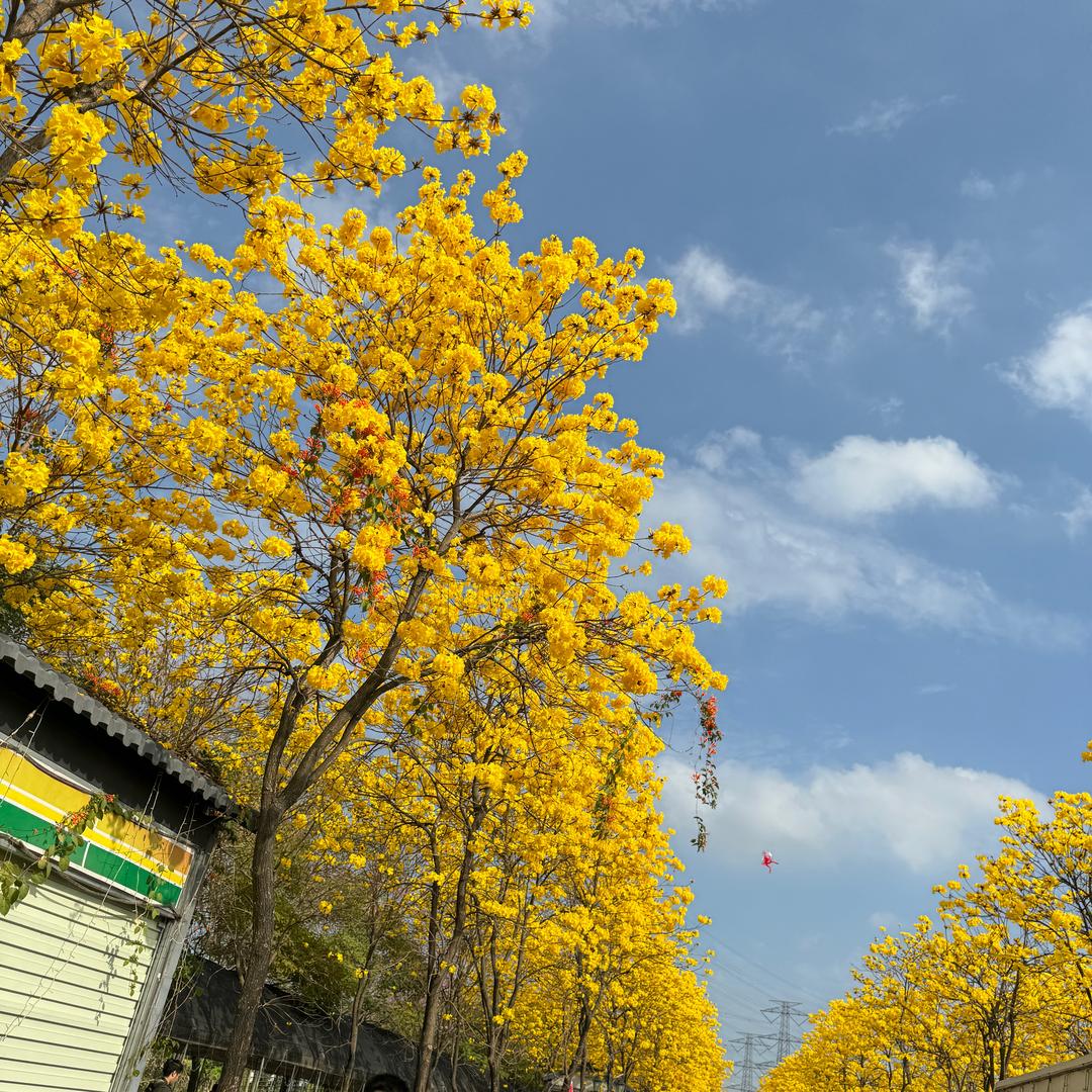 梁妹妹