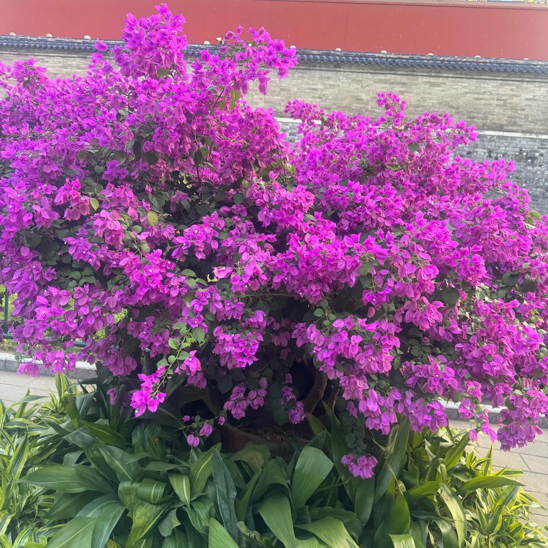 沁蓝