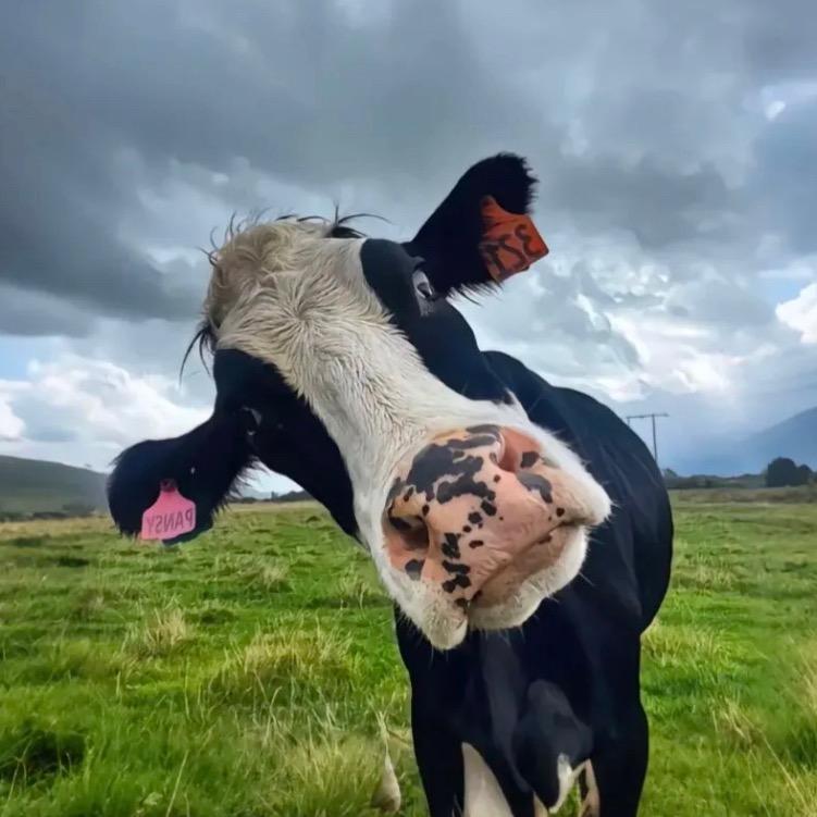 可可西里清唱家