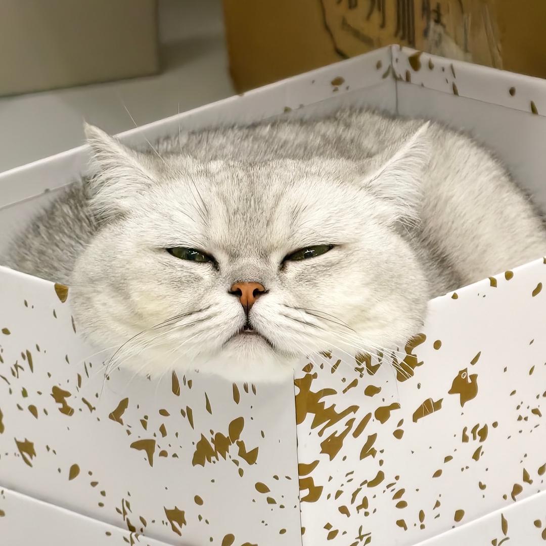 晖临