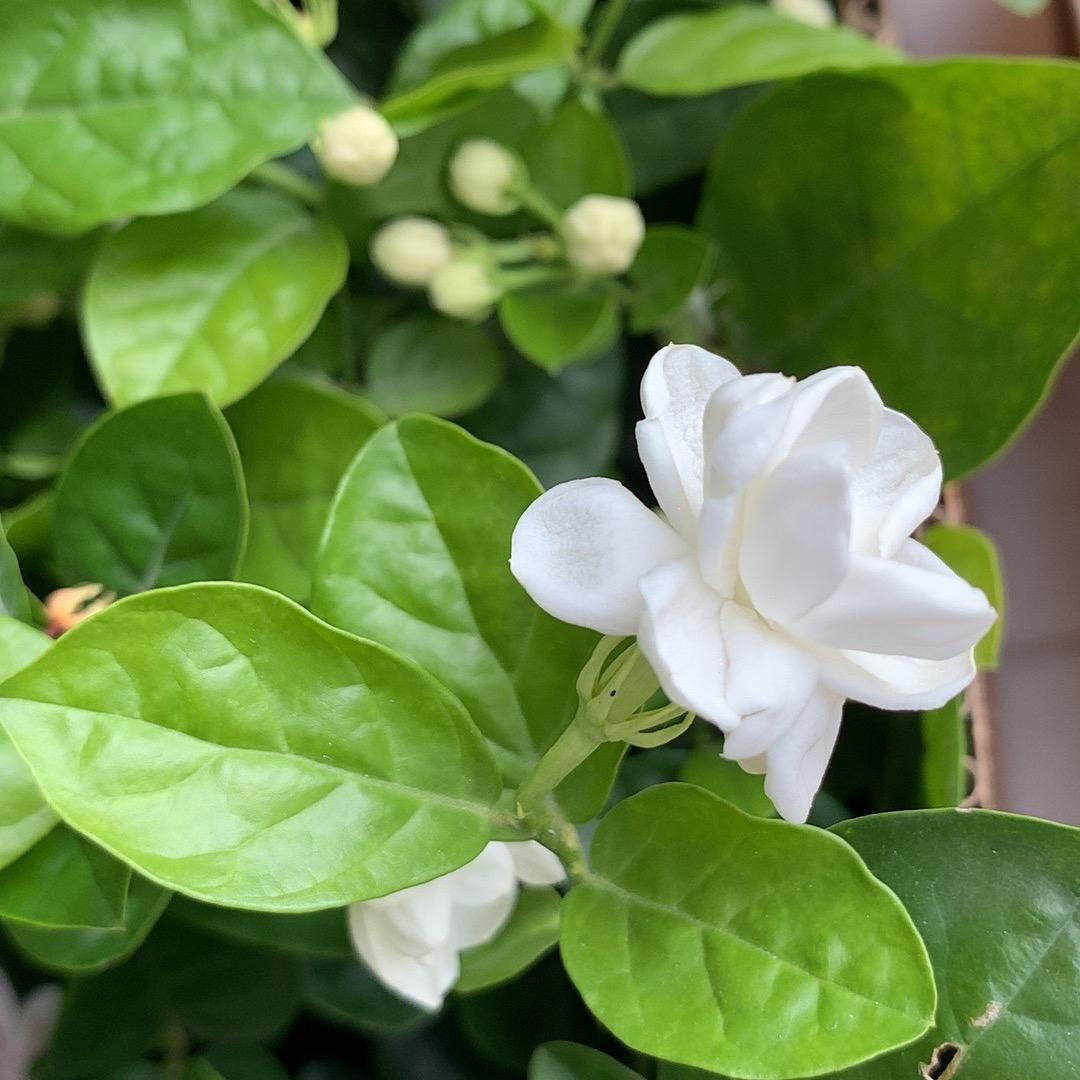 茉莉花盆栽种植基地